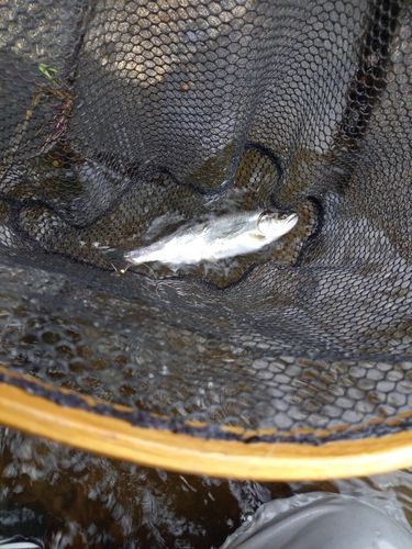 ヤマメの釣果