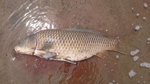 コイの釣果
