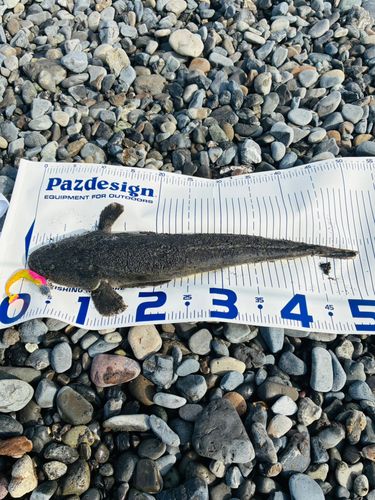 マゴチの釣果