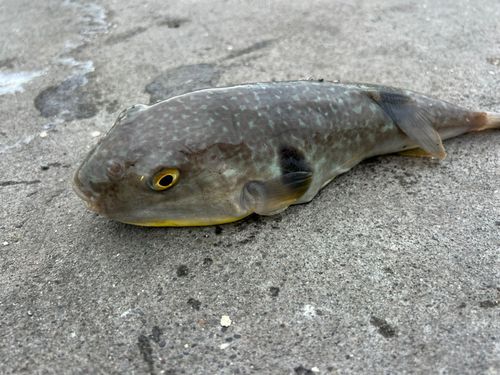 フグの釣果