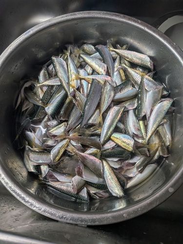 サバの釣果