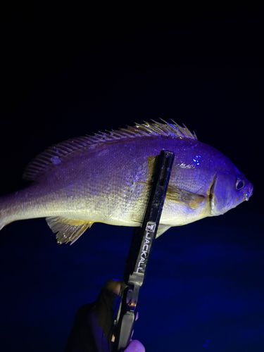 イサキの釣果