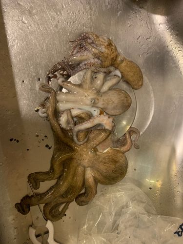 タコの釣果
