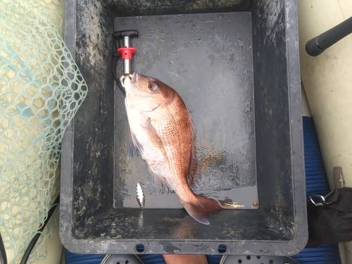 マダイの釣果