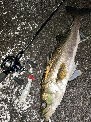 シーバスの釣果