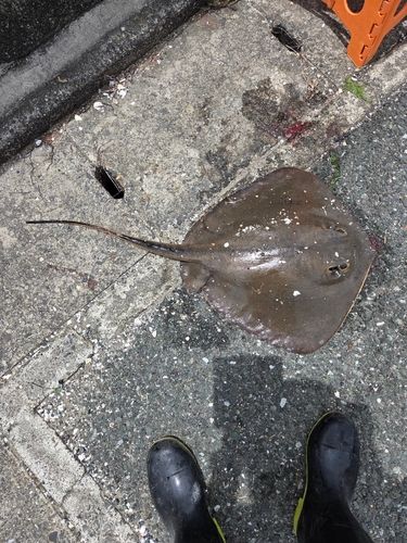 アカエイの釣果