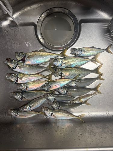アジの釣果