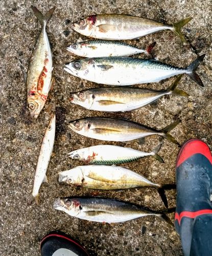 サバの釣果