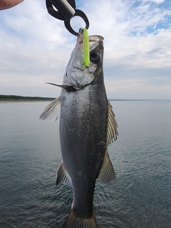フッコ（ヒラスズキ）の釣果