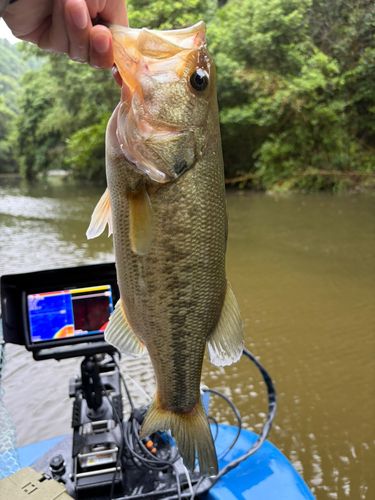 ラージマウスバスの釣果