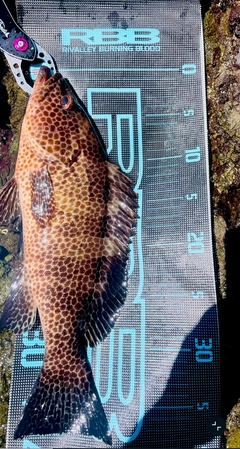 オオモンハタの釣果