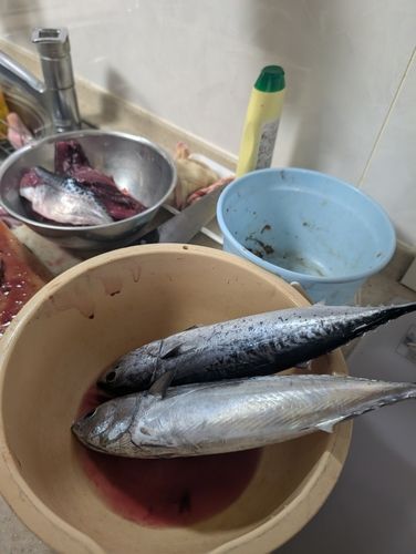 メジカの釣果