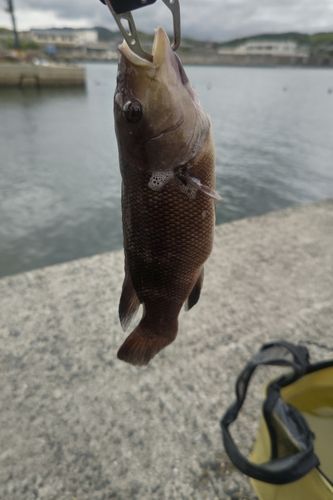 ベッコウゾイの釣果