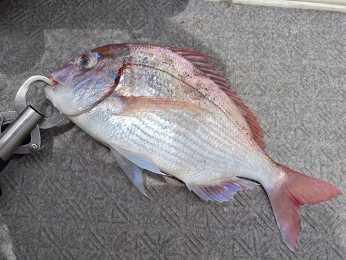 釣果