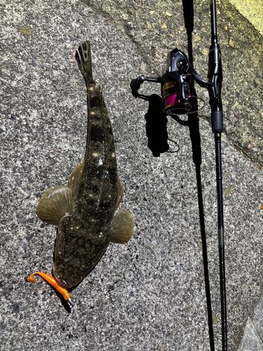 マゴチの釣果
