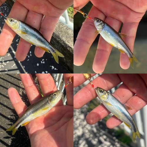カワムツの釣果