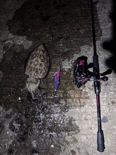 モンゴウイカの釣果