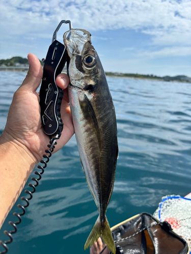 マアジの釣果