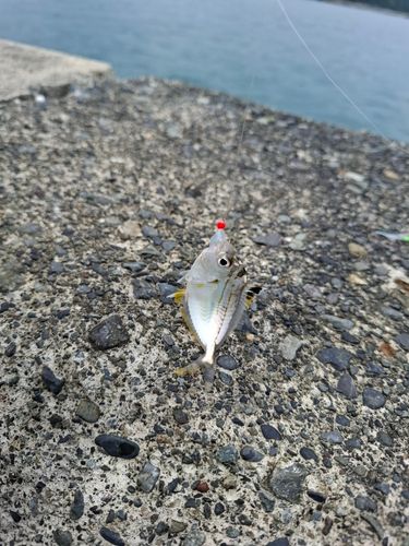 ヒイラギの釣果