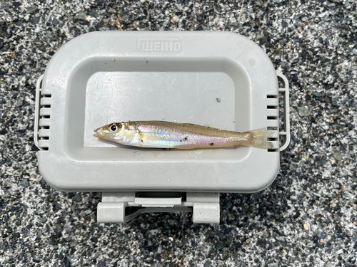 キスの釣果