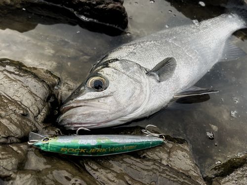 ヒラスズキの釣果