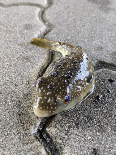 クサフグの釣果