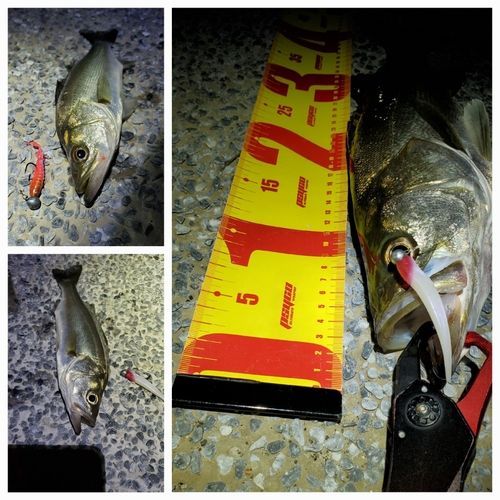 シーバスの釣果