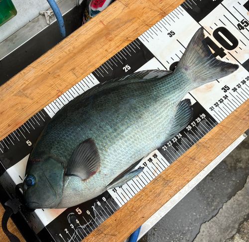 グレの釣果