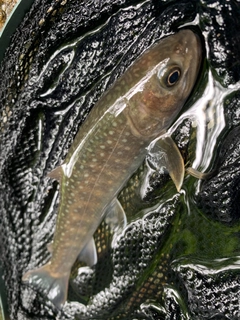 ニッコウイワナの釣果