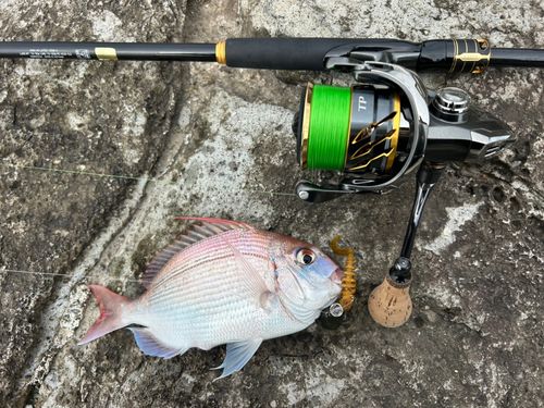 ヒレコダイの釣果
