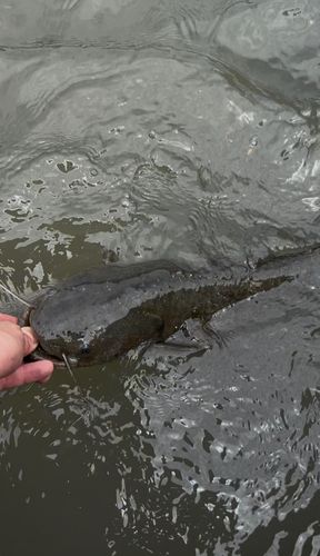 ナマズの釣果