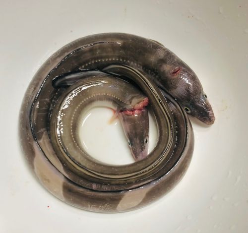 アナゴの釣果