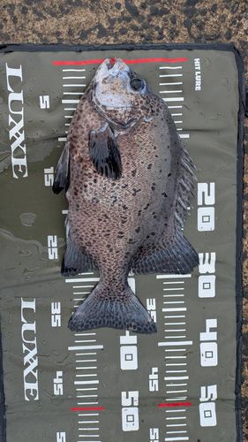 イシガキダイの釣果