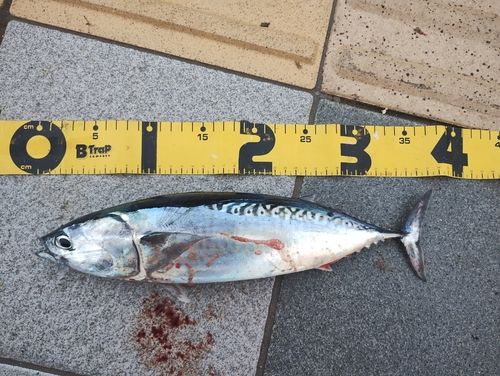 ソウダガツオの釣果