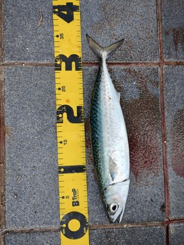 サバの釣果
