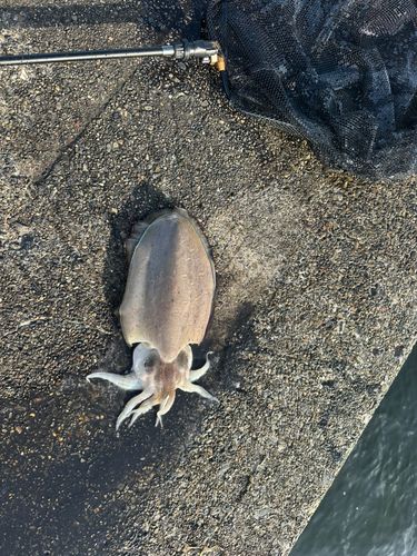 コウイカの釣果