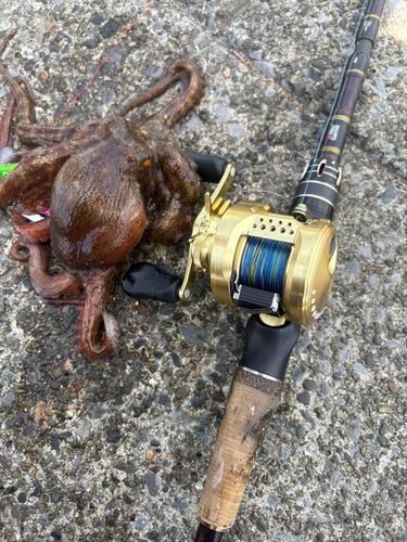 タコの釣果