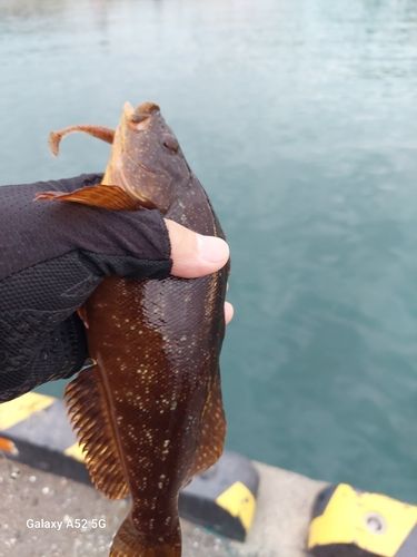 クジメの釣果