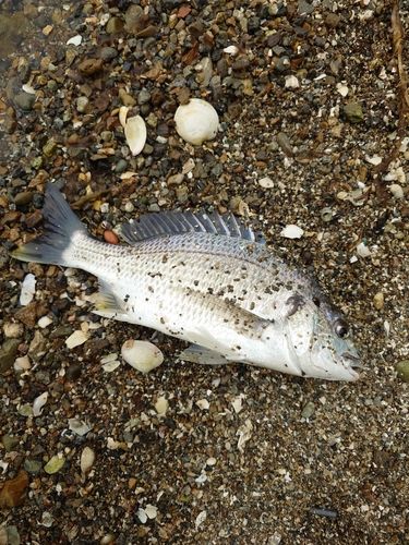 キビレの釣果