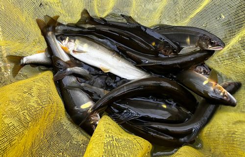 アユの釣果