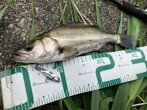 セイゴ（マルスズキ）の釣果