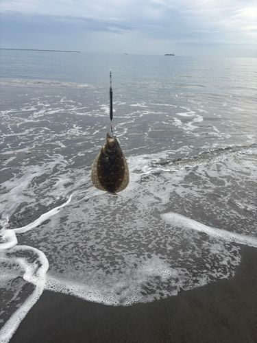 ソゲの釣果