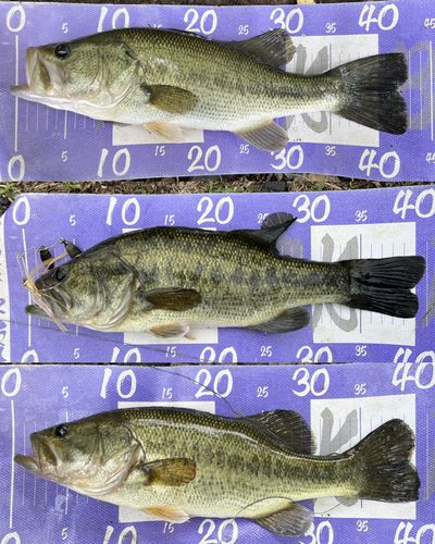 ブラックバスの釣果