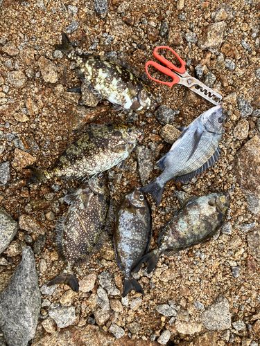 チヌの釣果