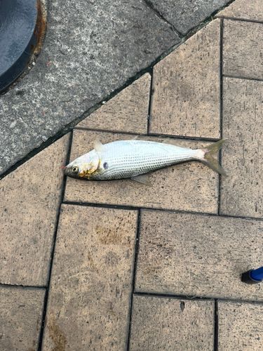 コノシロの釣果