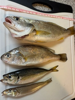 シログチの釣果
