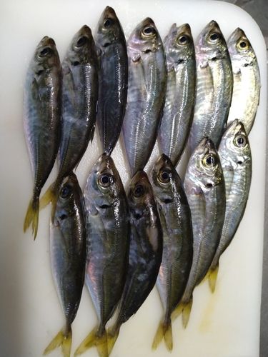 アジの釣果