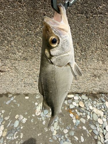 ヒラスズキの釣果