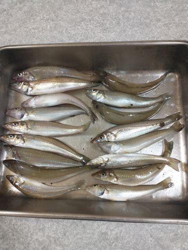 キスの釣果