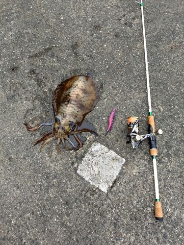 アオリイカの釣果